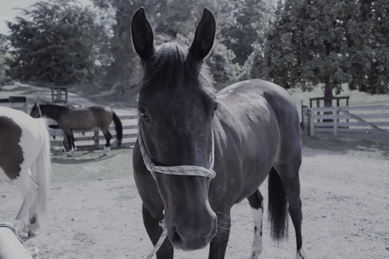 Maddy horse with halter and lead