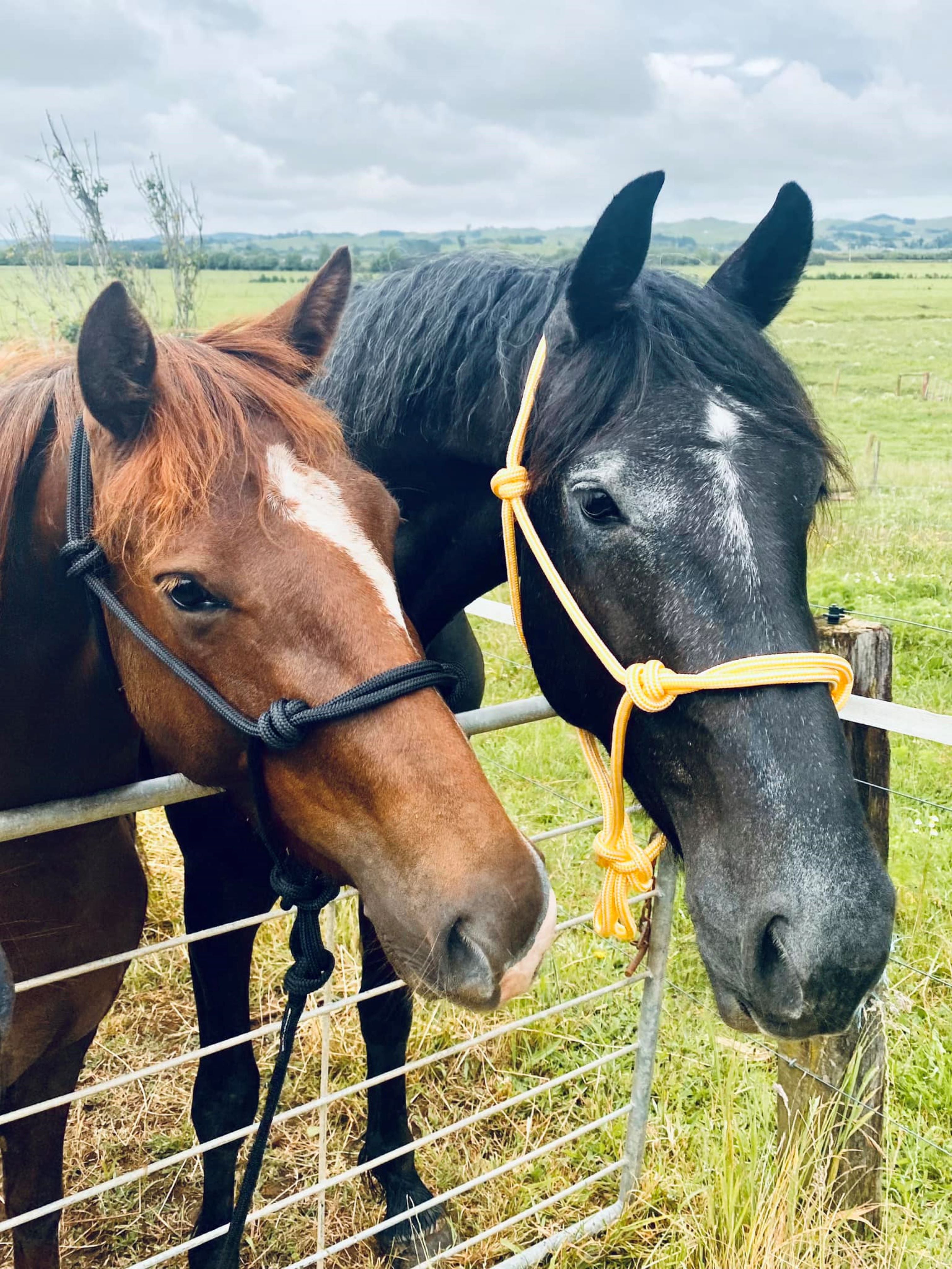 Halter and Lead